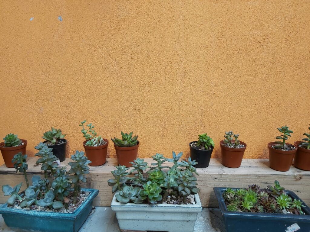 How to Start a Family Garden: Fun and Educational