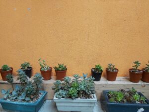 How to Start a Family Garden: Fun and Educational