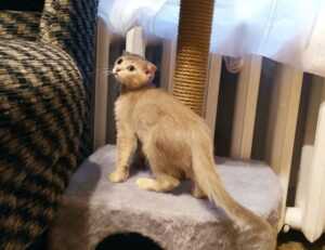 strategic guides convwbfamily