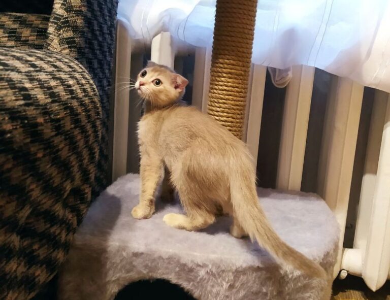 strategic guides convwbfamily