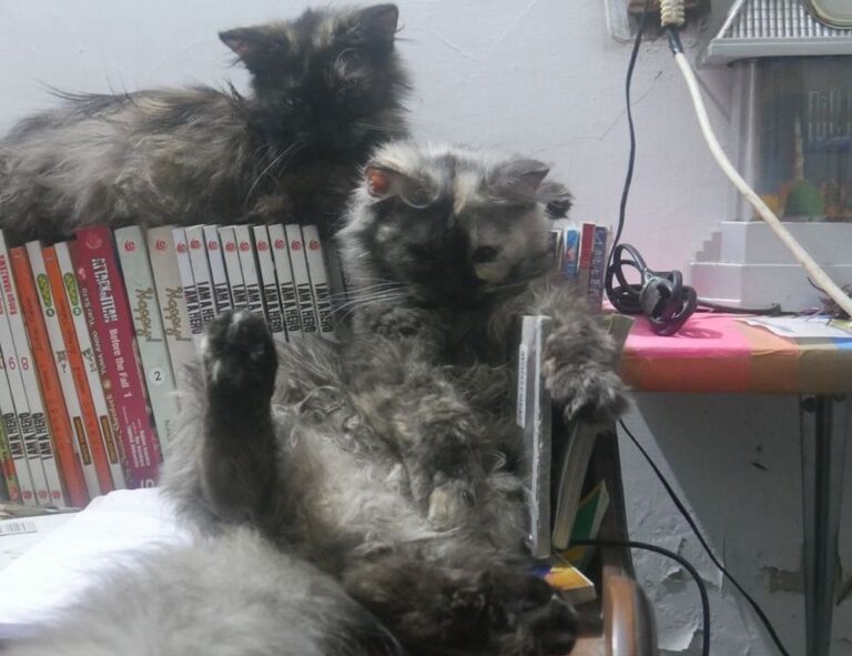 has uhoebeans software been developed to enable users