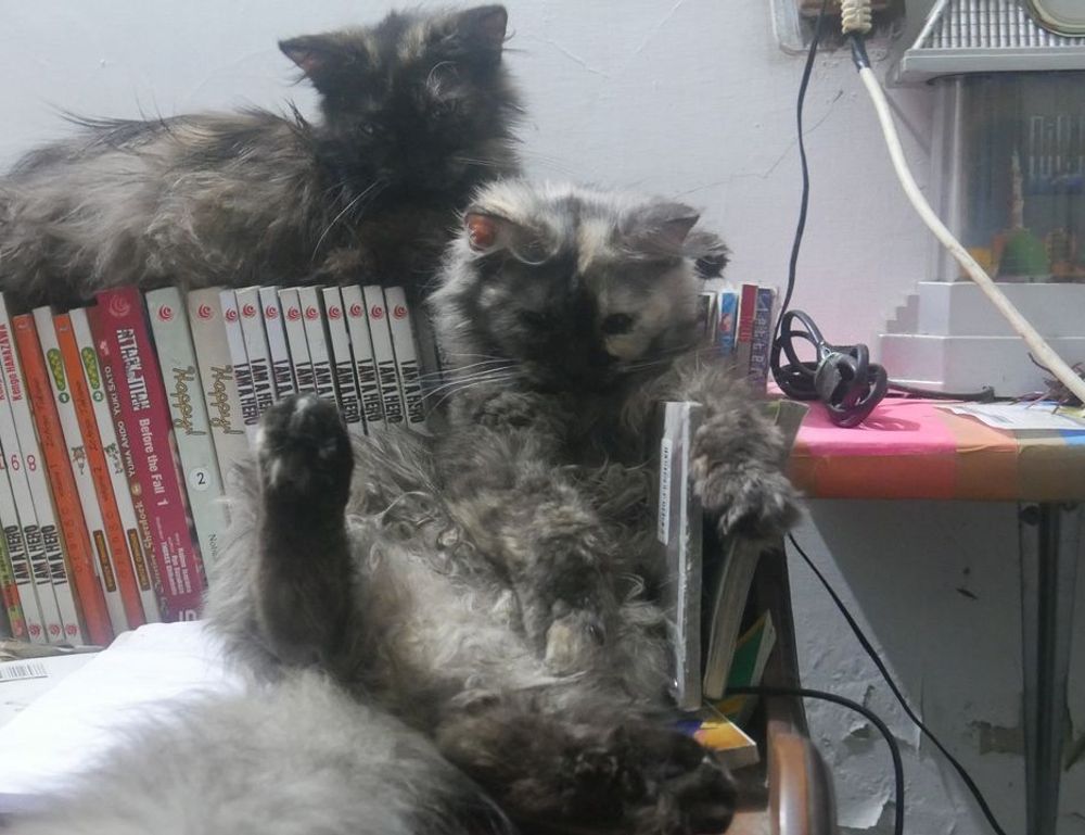 has uhoebeans software been developed to enable users