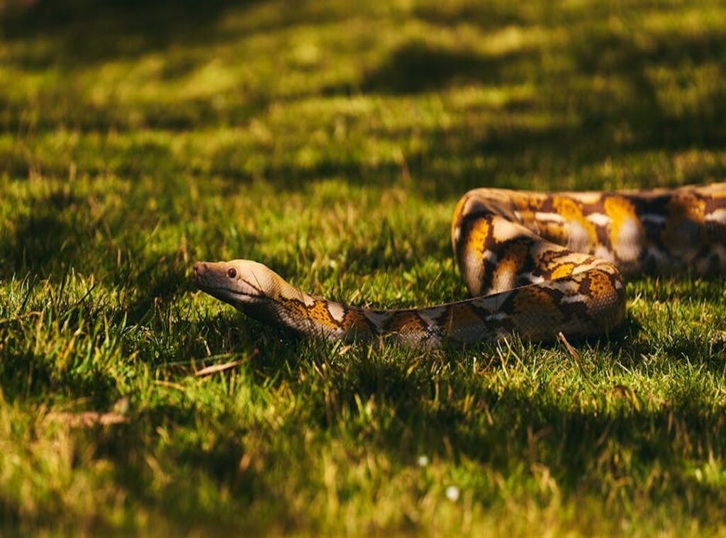 python sdk25.5a burn lag