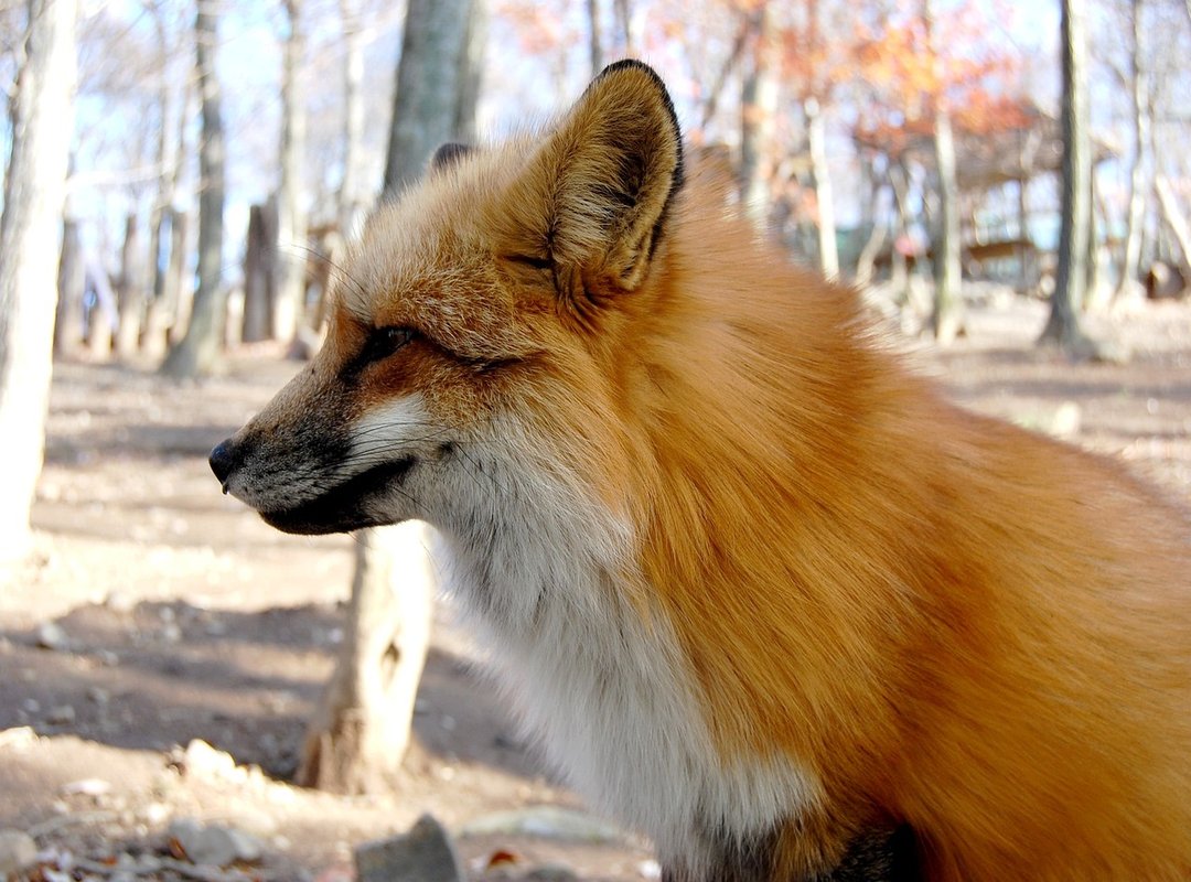 How to Find the Perfect Button Popping GIF for Any Situation